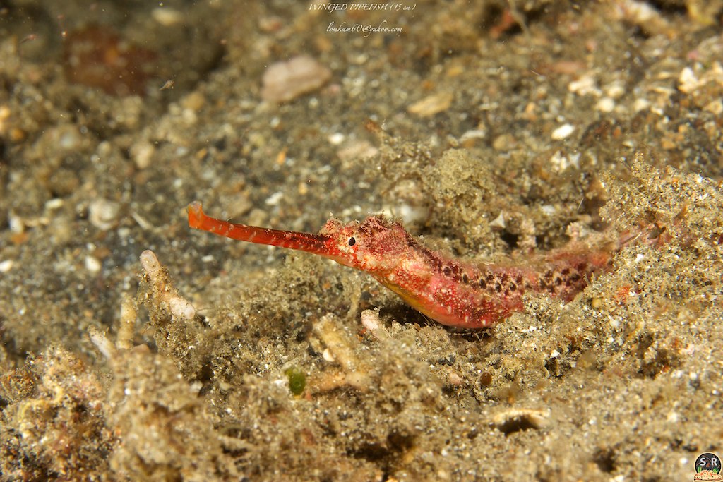HALICAMPUS MACRORHYNCHUS (15 cm)