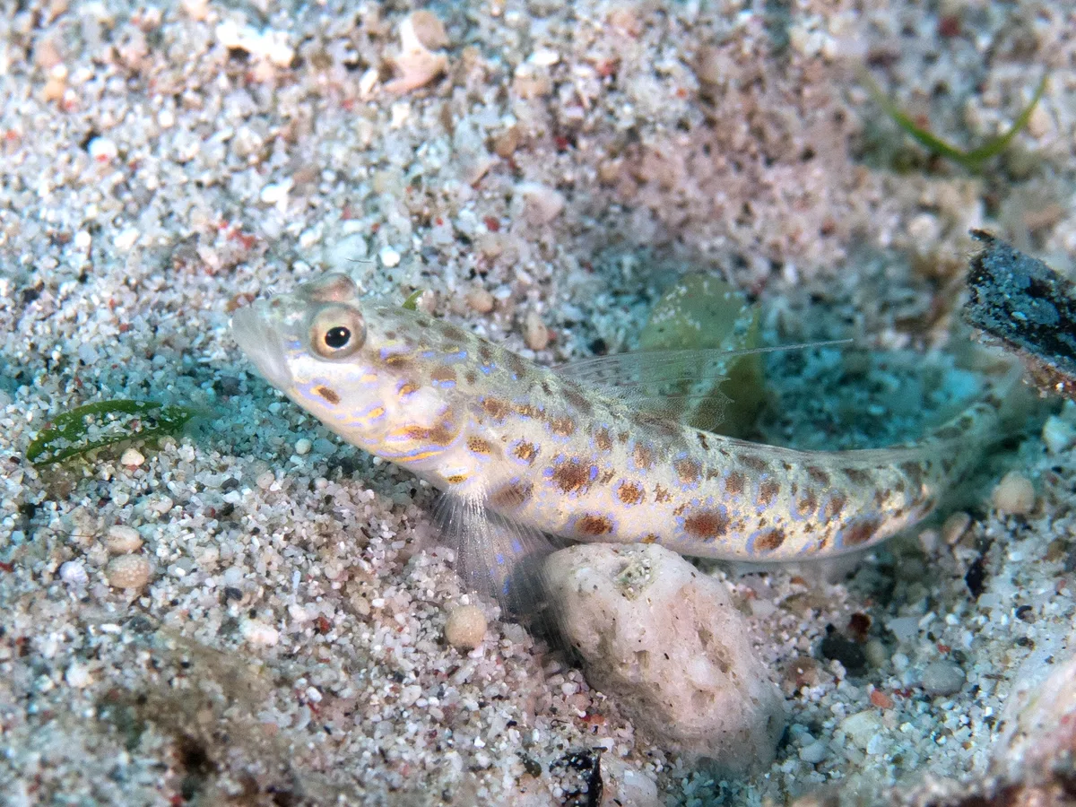 Ornate shrimpgoby (Vanderhorstia ornatissima)?