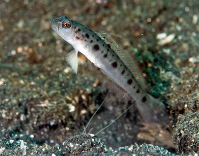 Ornate shrimp goby (Vanderhorstia ornatissima)
