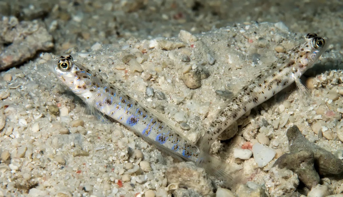 Shrimp Goby Couple