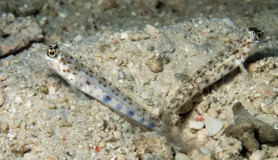 Shrimp Goby Couple