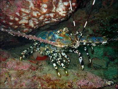 Ornate Spiny Lobster