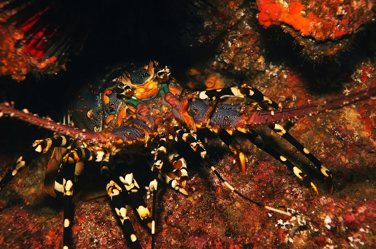 Ornate Spiny Lobster