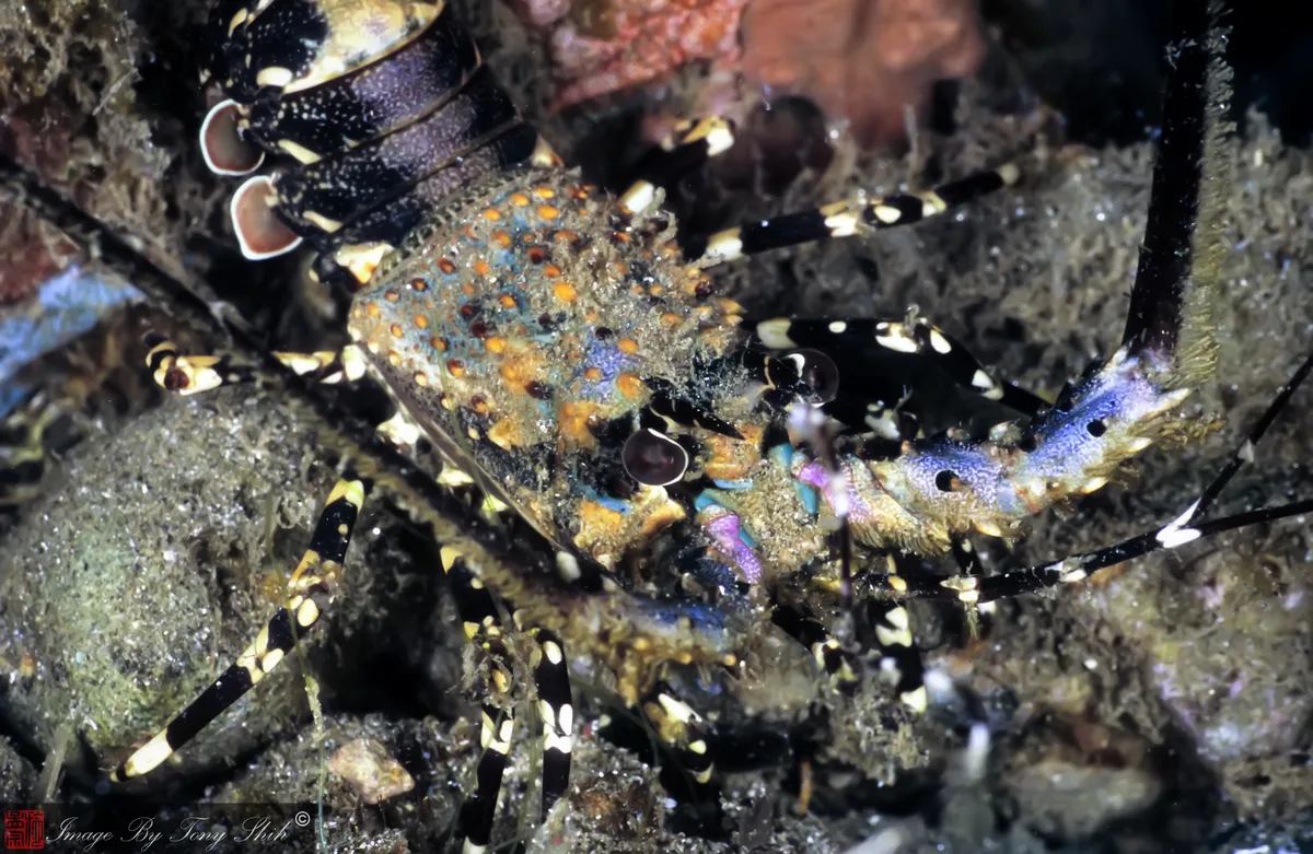 Ornate Spiny Lobster