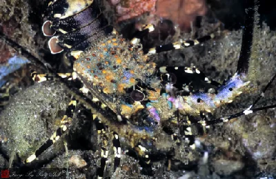 Ornate Spiny Lobster