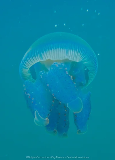 Crambionella orsini - Matutuíne District, Mozambique
