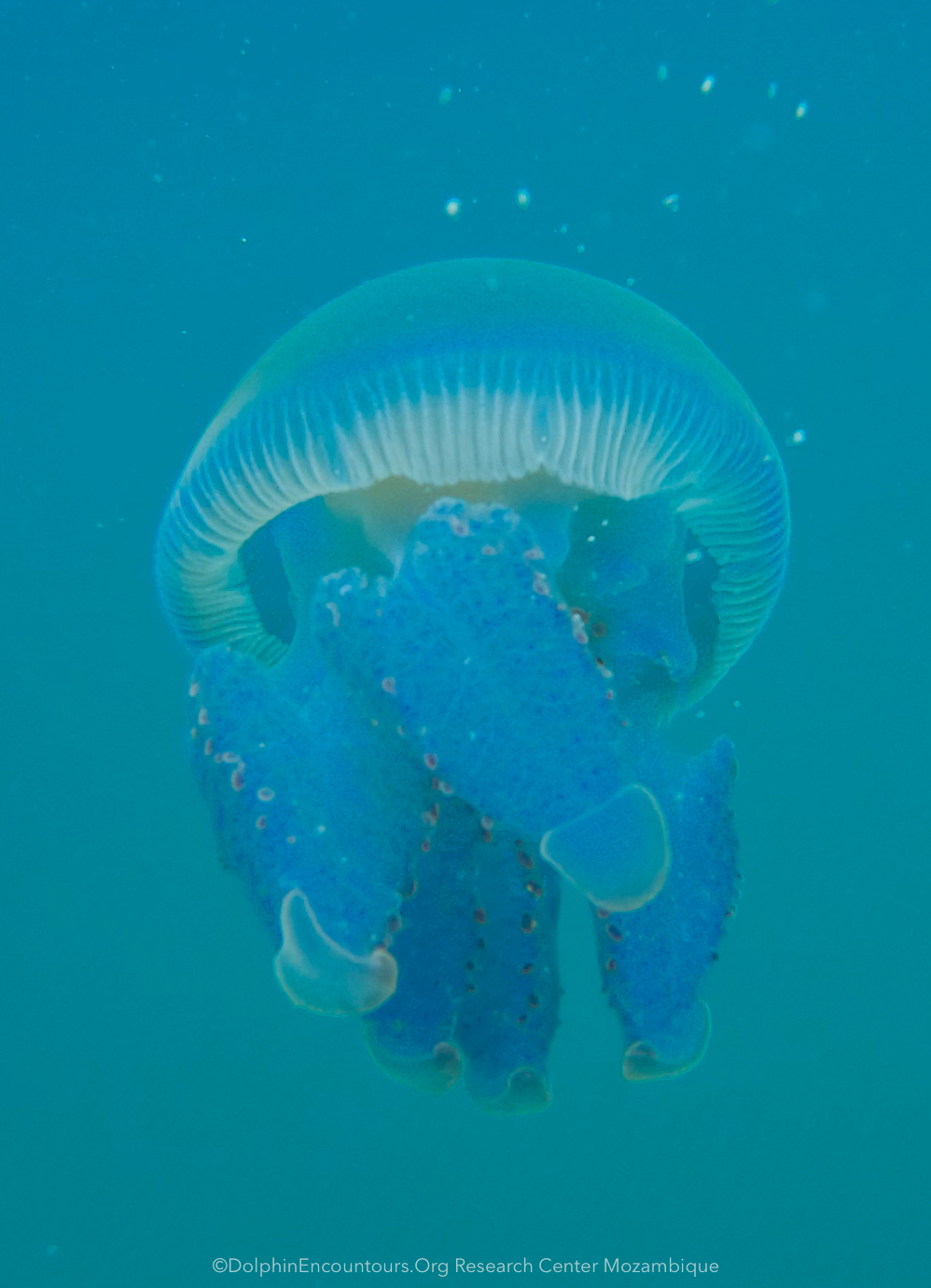 Crambionella orsini - Matutuíne District, Mozambique