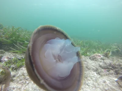 Crambionella orsini - Watamu Marine National Park