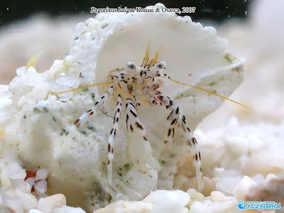 Pagurixus haigae
