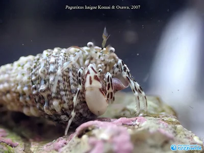Pagurixus haigae