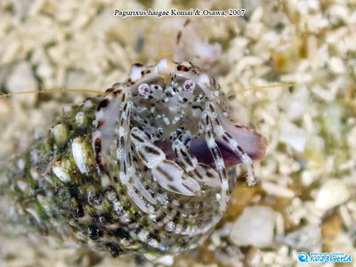 Pagurixus haigae