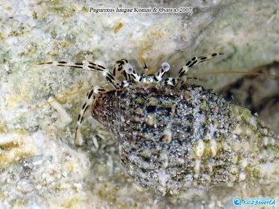 Pagurixus haigae