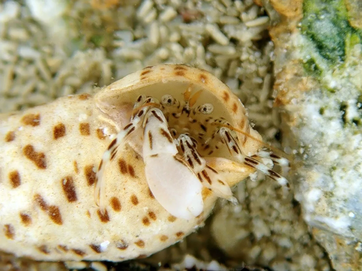 Pagurixus haigae - 沖縄県糸満市喜屋武 海洋センター