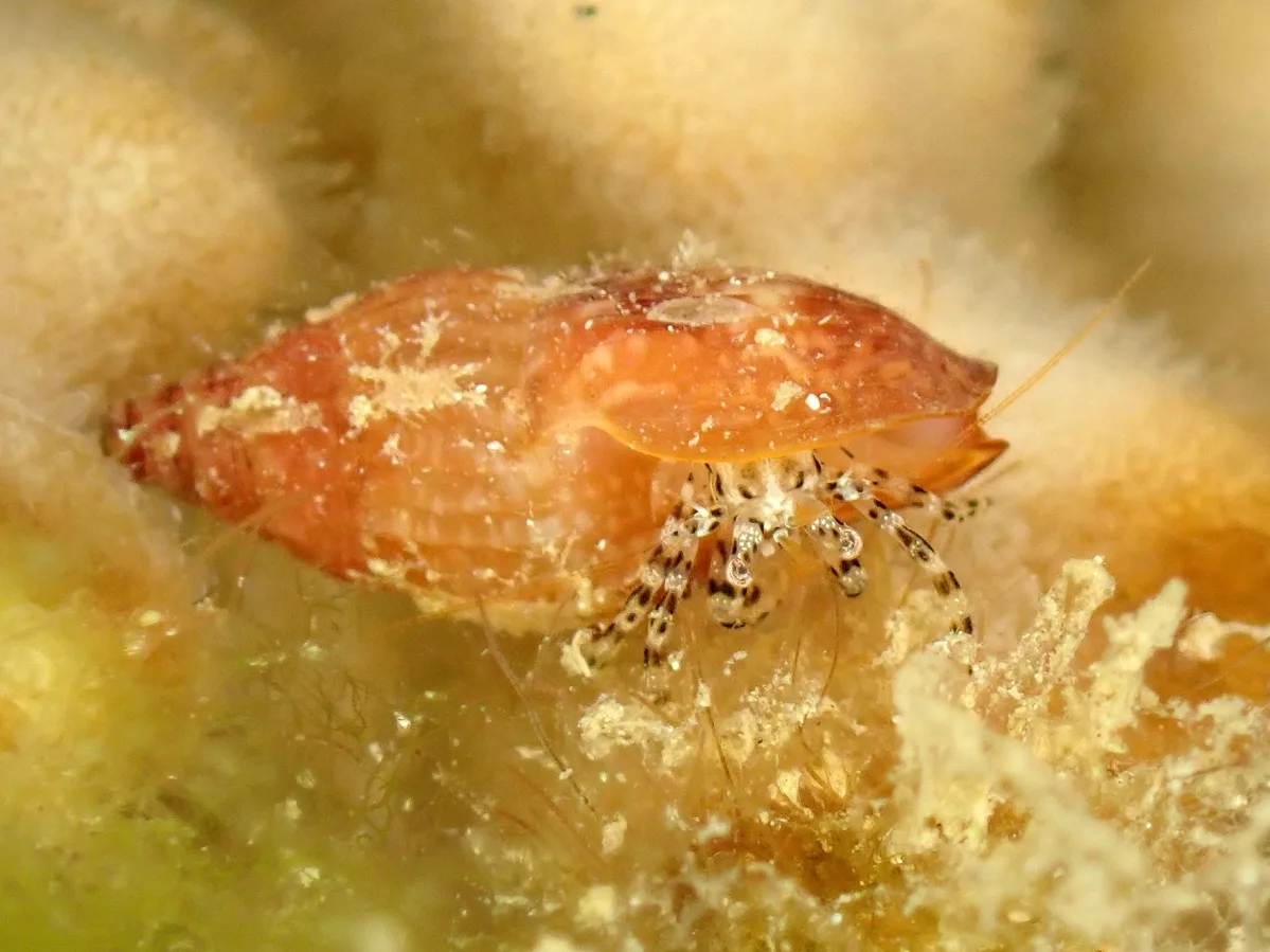 Pagurixus haigae - Touho, Nouvelle-Calédonie