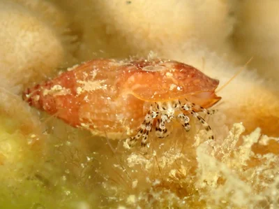 Pagurixus haigae - Touho, Nouvelle-Calédonie