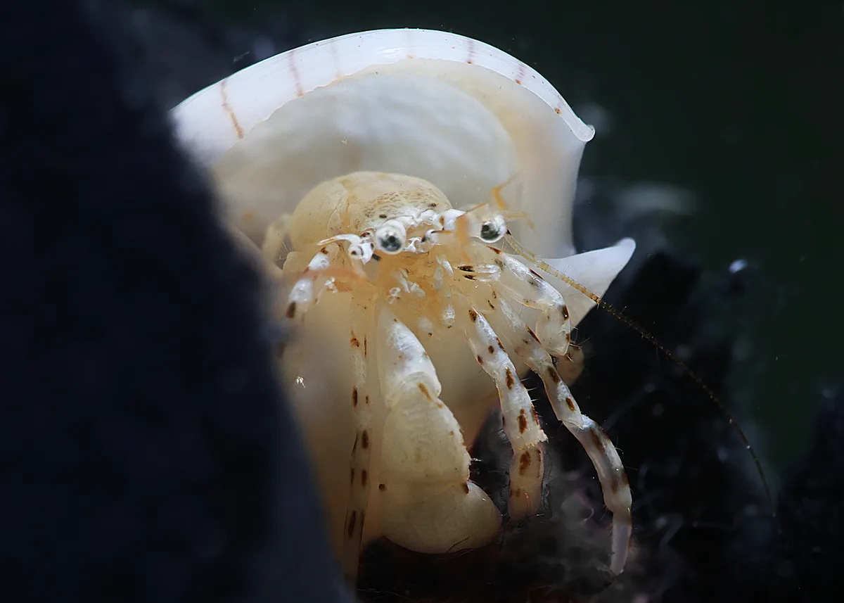 Pagurixus haigae - Tantabiddi, Exmouth, WA, Australia