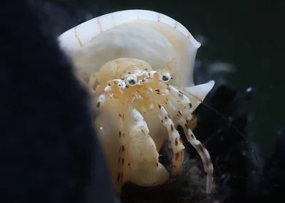 Pagurixus haigae - Tantabiddi, Exmouth, WA, Australia