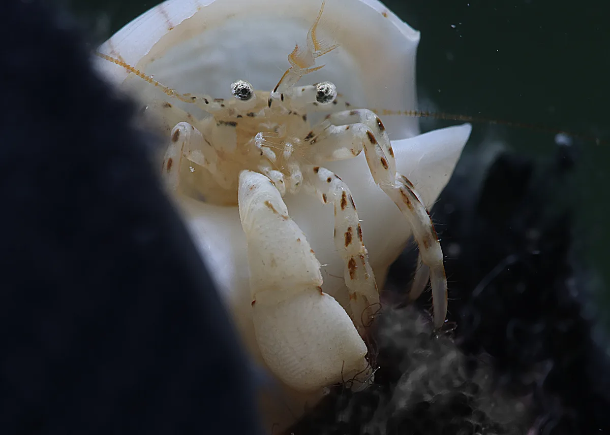 Pagurixus haigae - Tantabiddi, Exmouth, WA, Australia