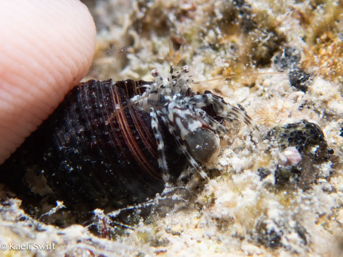 Pagurixus haigae - Saipan, CNMI