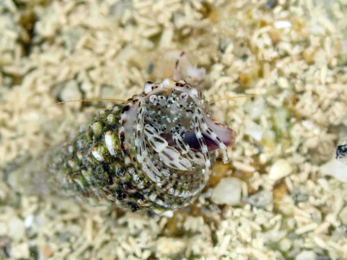 Pagurixus haigae - 日本、〒901-0354 沖縄県糸満市喜屋武