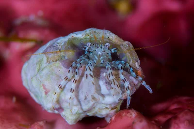 Pagurixus haigae - 鹿児島県熊毛郡屋久島町一湊　元浦
