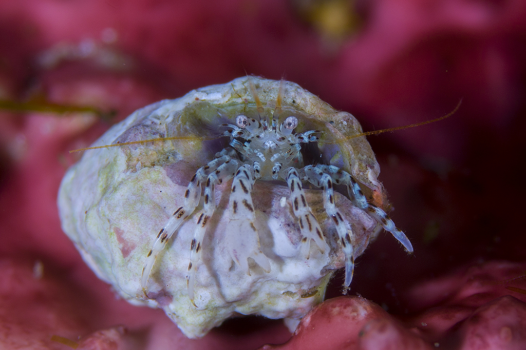 Pagurixus haigae - 鹿児島県熊毛郡屋久島町一湊 元浦