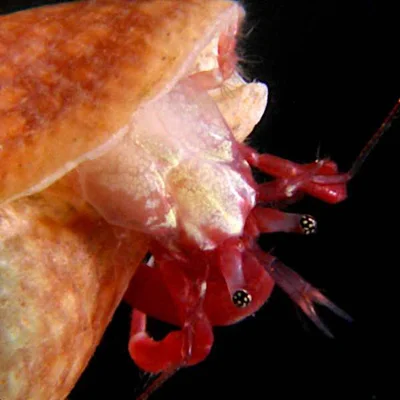 Pagurixus ruber