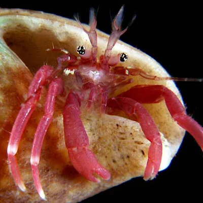 Pagurixus ruber