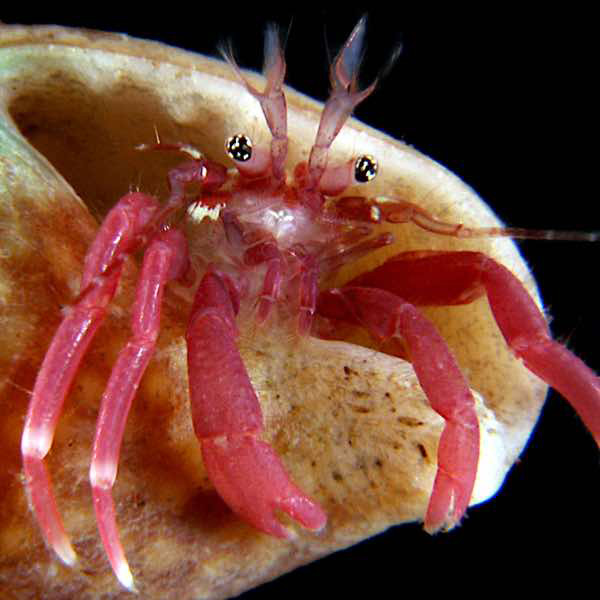 Pagurixus ruber