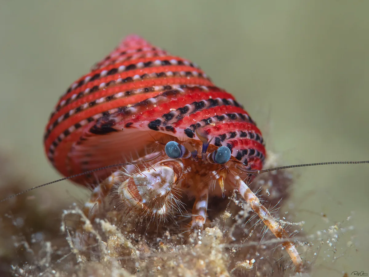 Pagurus hirtimanus