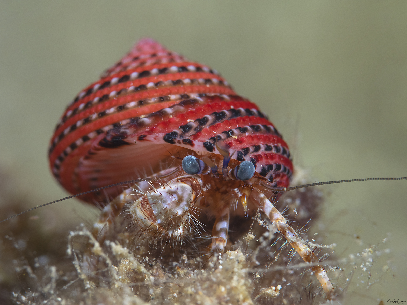 Pagurus hirtimanus