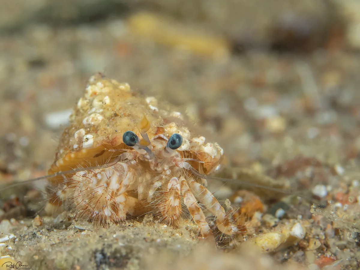Pagurus hirtimanus