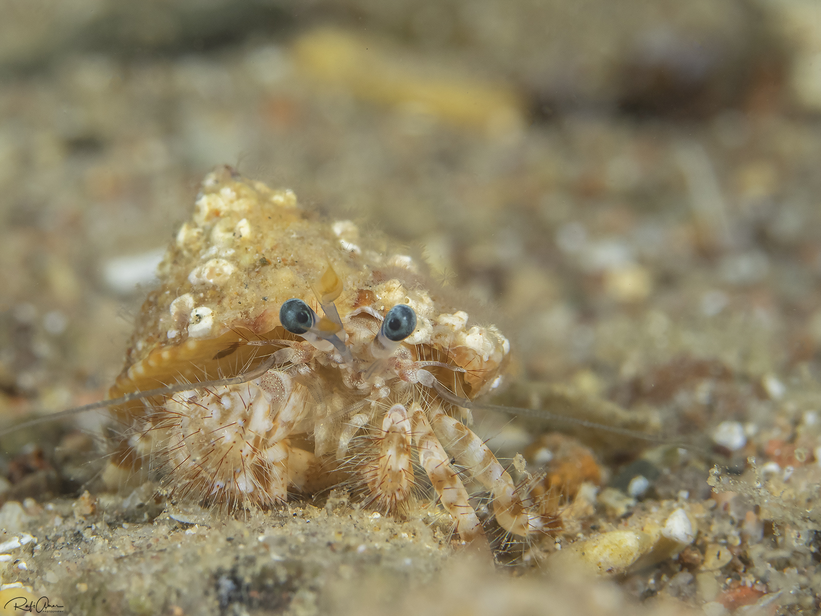 Pagurus hirtimanus