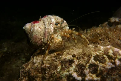 Pagurus hirtimanus