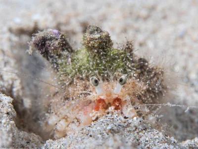 Hairy Hermit Crab - Pagurus cf hirtimanus
