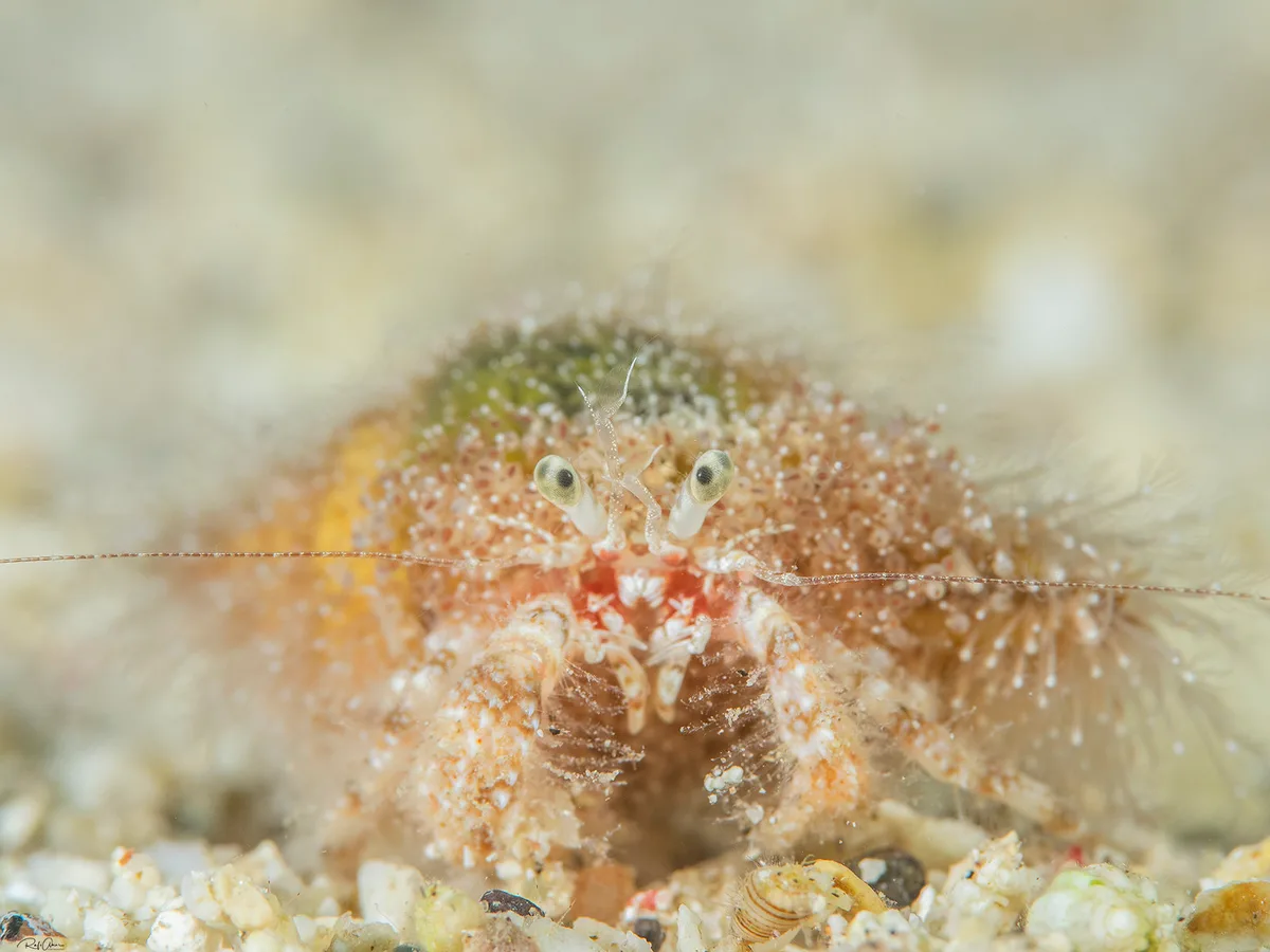 Paguridae sp. - Pagurid Hermit Crab