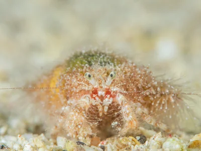 Paguridae sp. - Pagurid Hermit Crab
