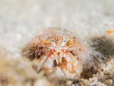 Paguridae sp. -  Pagurid Hermit Crab