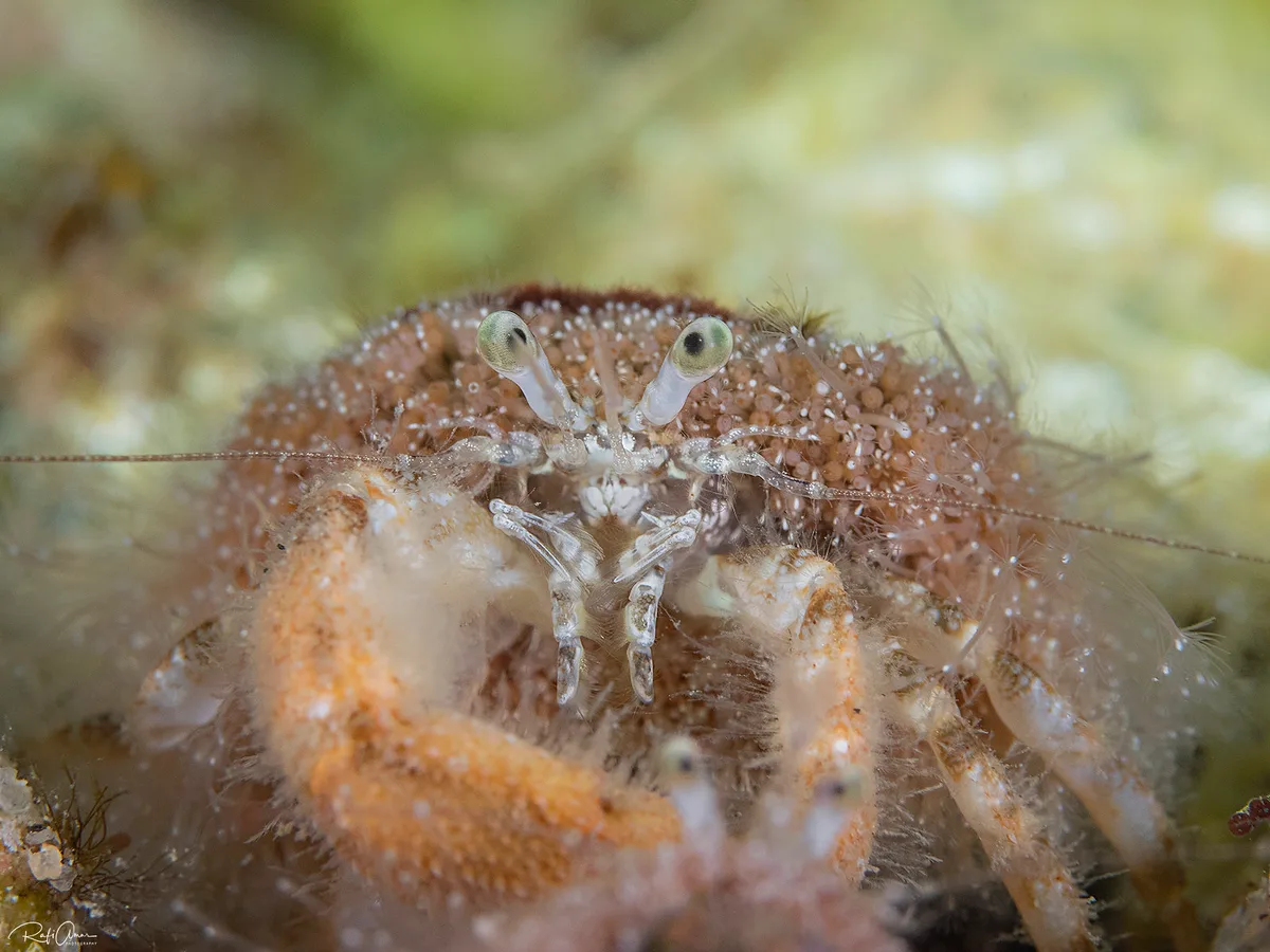 Paguridae sp. -  Pagurid Hermit Crab