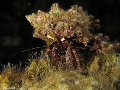 MoalBoal 2013-206 - hairy hermit crab - Pagurus hirtimanus