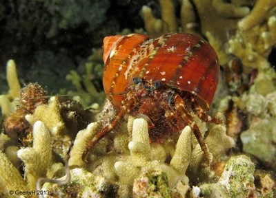 MoalBoal 2013-188 - hairy hermit crab - Pagurus hirtimanus