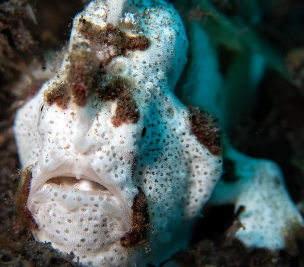 Painted Frogfish