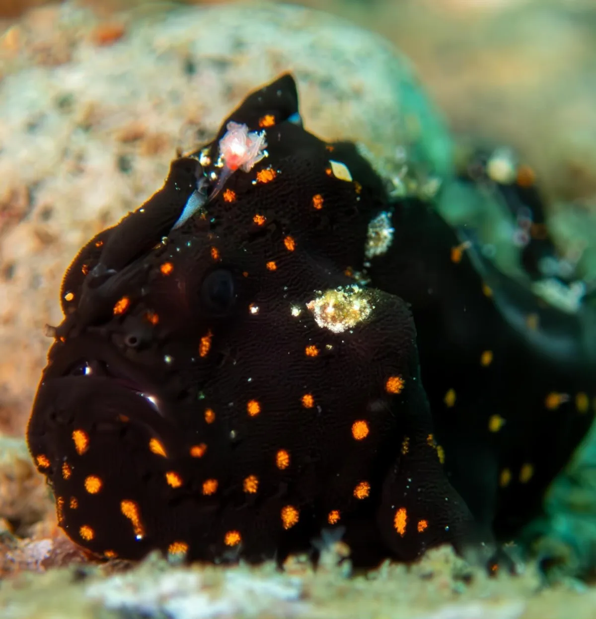 Painted Frogfish
