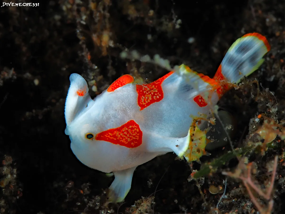 Antennarius pictus