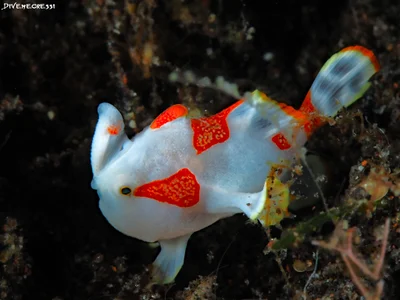 Antennarius pictus