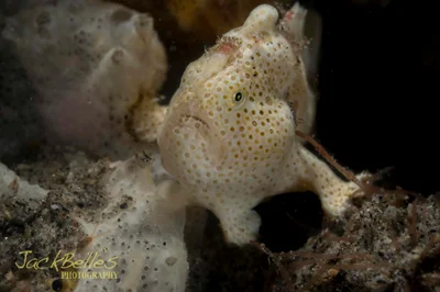 Antennarius pictus