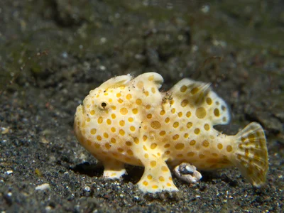 Antennarius pictus