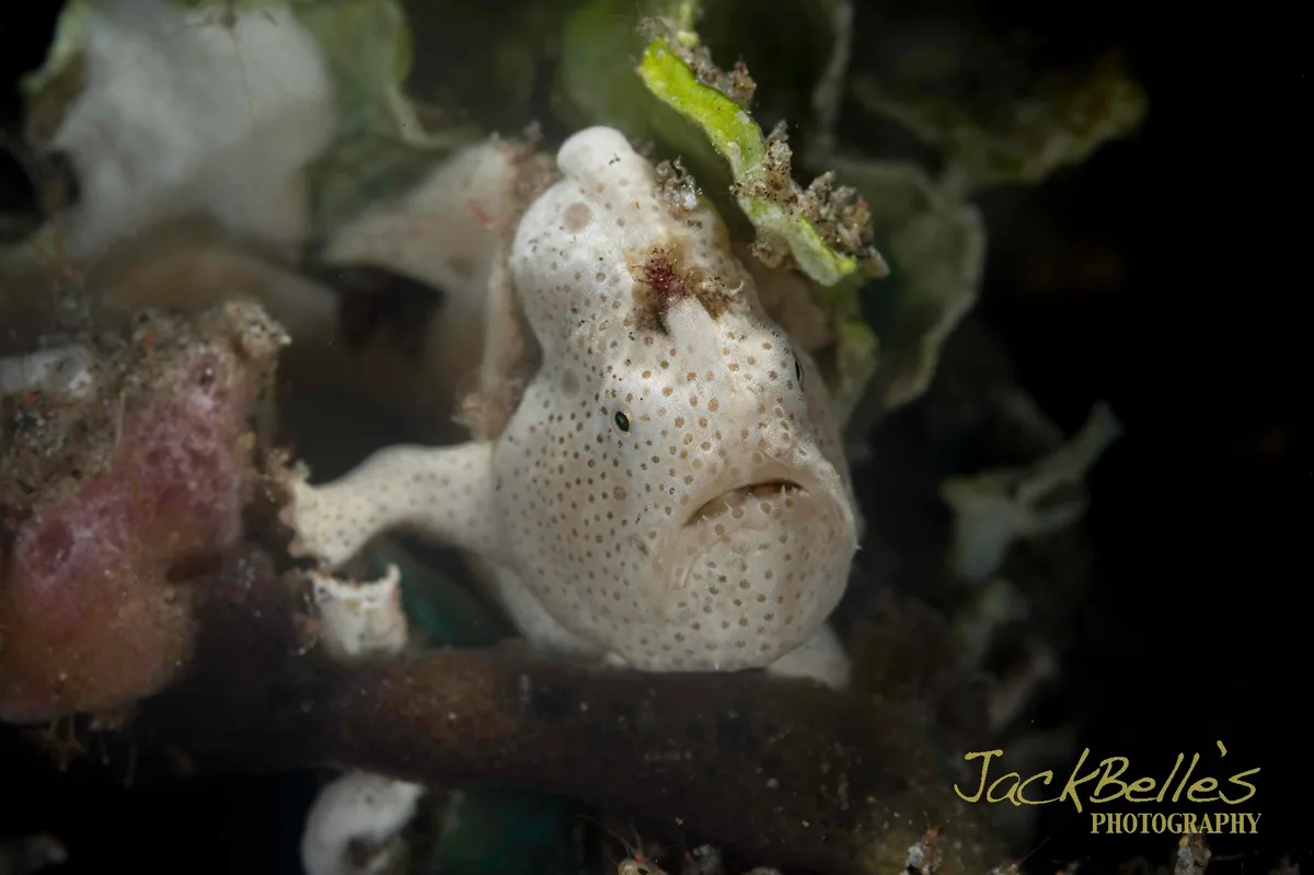 Antennarius pictus