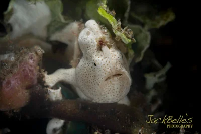 Antennarius pictus