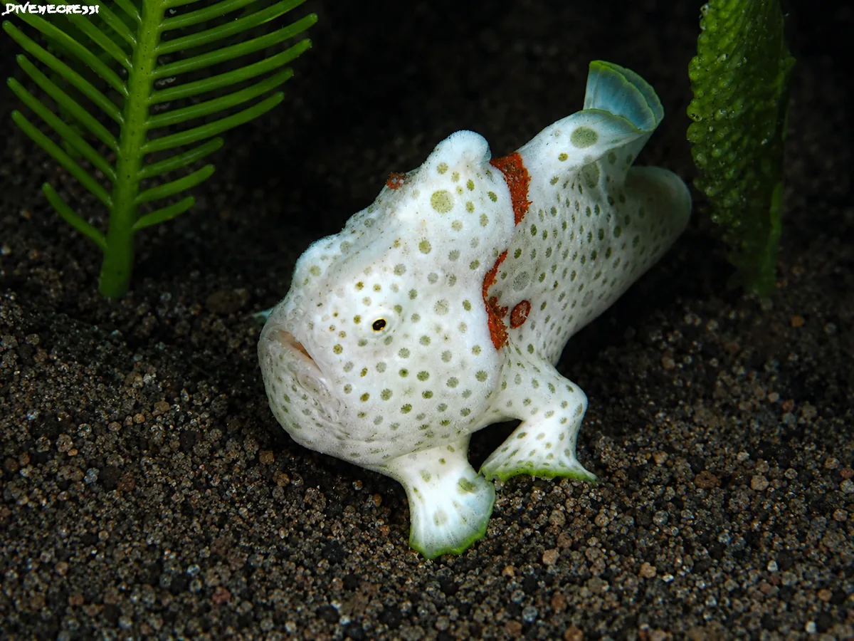 Antennarius pictus